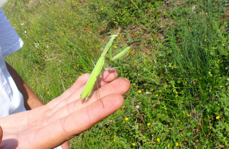 Mantis religiosa femmina